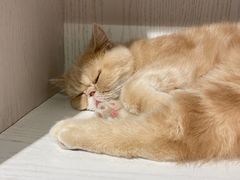 -猫小院猫主题餐厅(三里屯店)