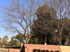 -盘龙城国家考古遗址公园