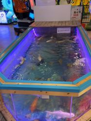 -卡通尼·Safari非洲探索乐园·生日会(金桥国际商业广场店)