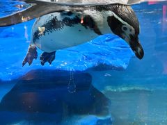 -太平洋海底世界