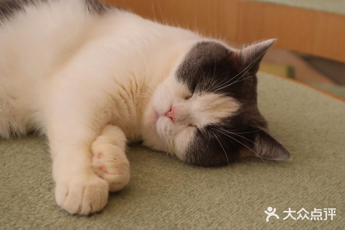 CAT’S MEWSTAR CAFE·喵星球猫屋(晴湾咖啡店)图片
