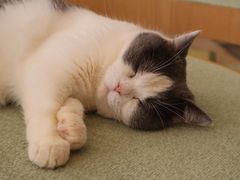 -CAT’S MEWSTAR CAFE·喵星球猫屋(晴湾咖啡店)