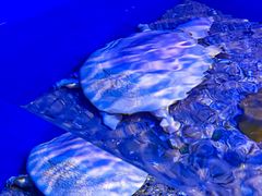 -上海海洋水族馆