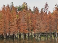 -白鹭湾湿地公园