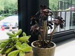 -隹木咖啡馆(宝龙广场店)