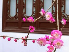 -上海醉白池公园