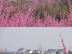 -花开海上生态园