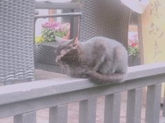 -荷风细雨·中国茶宴(碧云店)