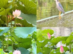-荔湾湖公园