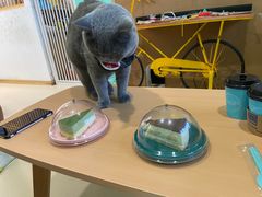 -猫在这儿猫咪咖啡馆·撸猫馆
