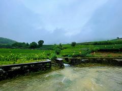 -龙坞茶村