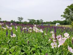 -同里国家湿地公园
