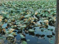 -艾溪湖湿地公园