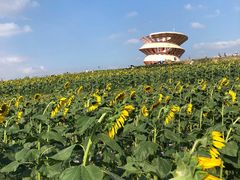 -光明小镇欢乐田园