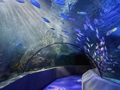 -太平洋海底世界