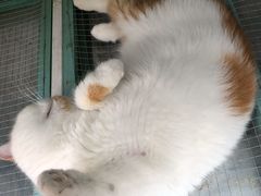 -喵屿·大理花园猫咖