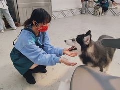 -星多哈·狗咖·拼豆·咖啡