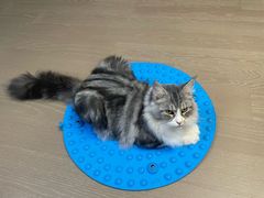 -爱妮康宠物医院·干细胞免疫细胞·肿瘤·心脏(张江店)