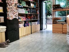 -欣宠猫屋·矮脚拿破仑·蓝金金渐层