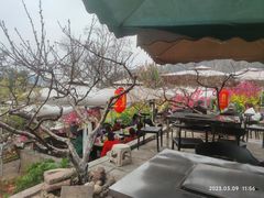 -桃源山庄·水蜜桃采摘·柴火鸡·烧烤团建(龙泉山店)
