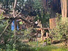景点-成都大熊猫繁育研究基地