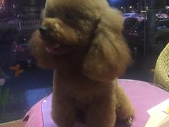 -神采飞扬宠物美容(香港路店)