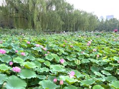 -莲花池公园