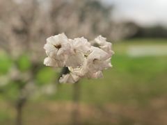 -天适樱花悠乐园