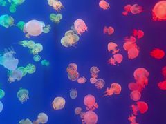 -成都浩海立方海洋公园