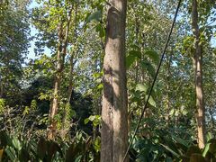 -中国科学院西双版纳热带植物园