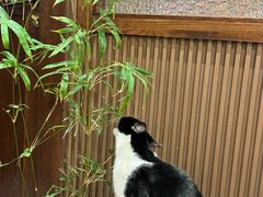 -原田新料理(1912店)