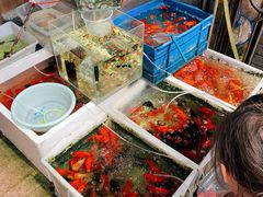 -万商花鸟市场