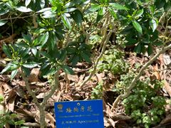 -中国科学院西双版纳热带植物园