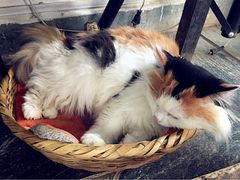 Anne猫窝咖啡屋-Anne猫窝咖啡屋