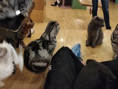 -萌喵咖啡屋(人民东路4号口M16商铺店)