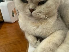 -有猫主题·治愈系猫咖(曾厝垵店)