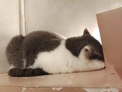 -猫儿山۰猫主题餐厅