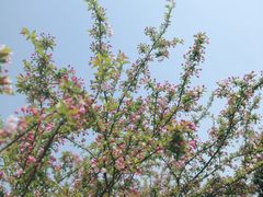 -武汉紫薇都市田园