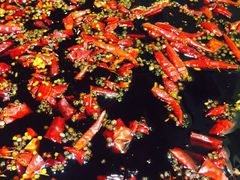 杨家火锅(青年路国美店)-杨家火锅(国美店)