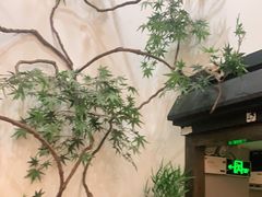 -耳艺采耳·足疗·按摩SPA(市桥店)