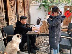 -喵屿·大理花园猫咖