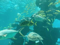 -海棠湾洲际-涛·海底餐厅·美人鱼·自助餐·海底隧道