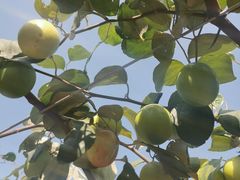 -新塘水果乐园(东洲大道店)