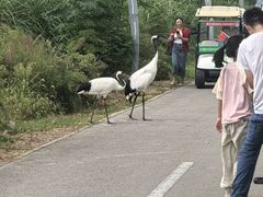 -盐城丹顶鹤湿地生态旅游区