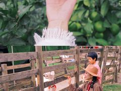 -前小桔亲子创意农场·草莓采摘·露营烧烤