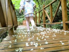 -青峰峡国家森林公园