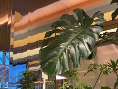 -桂满陇·海市蜃楼·黑金(国金店)