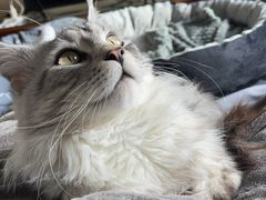 -飞行喵MR PILOT|猫舍·猫咖(静安大融城店)