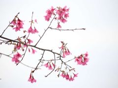 -天适樱花悠乐园