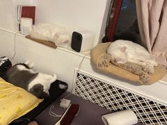 -瑞派·关忠动物医院·猫专科·犬专科(三环新城店)